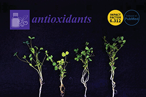 17-Antioxidants-6